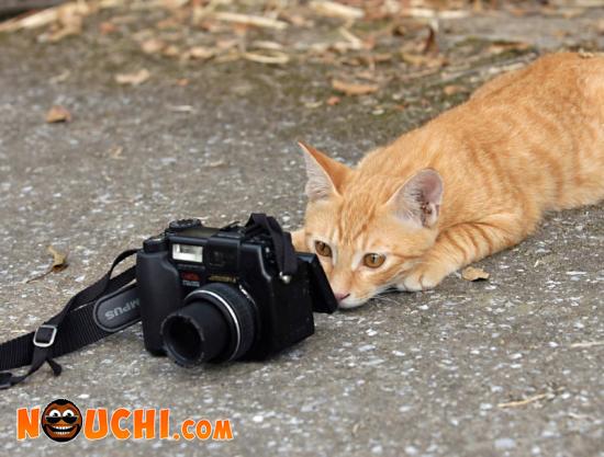 Chat Photographe !!!!