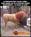 Le lion hein