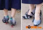 Shoes-Pigeon