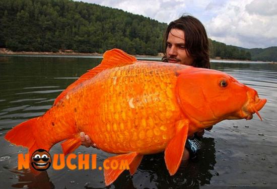 Poisson Orange 