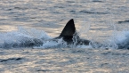 Un homme sauvé par un requin